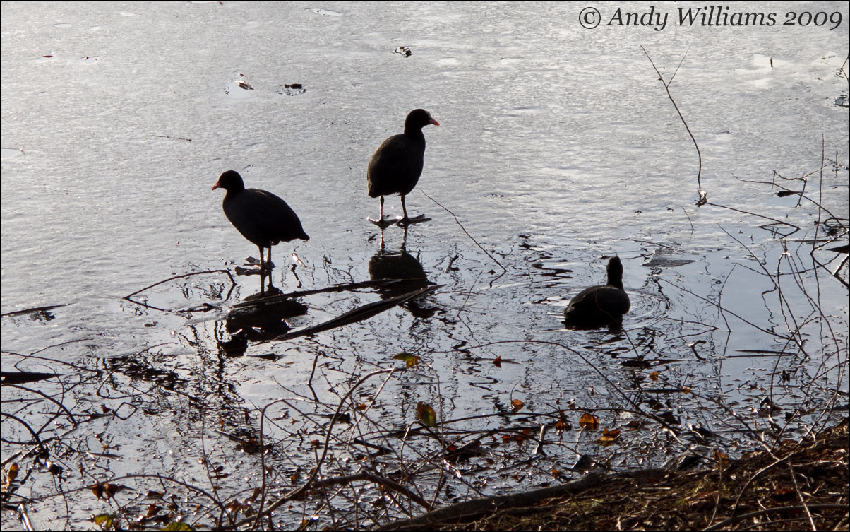 Coots on Hydes Road pool, Wednesbury