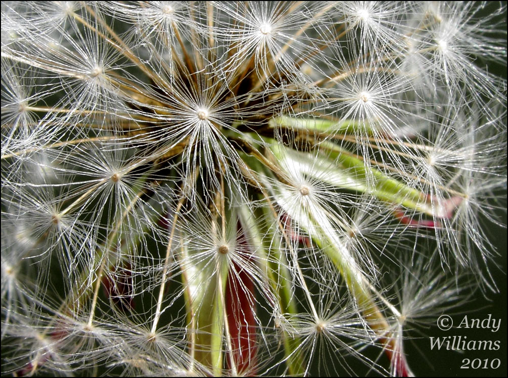 Close-up of dandelion seed head