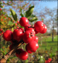 Holly berries