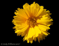 Coreopsis flower