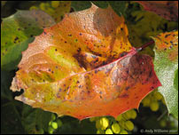 Mahonia leaf